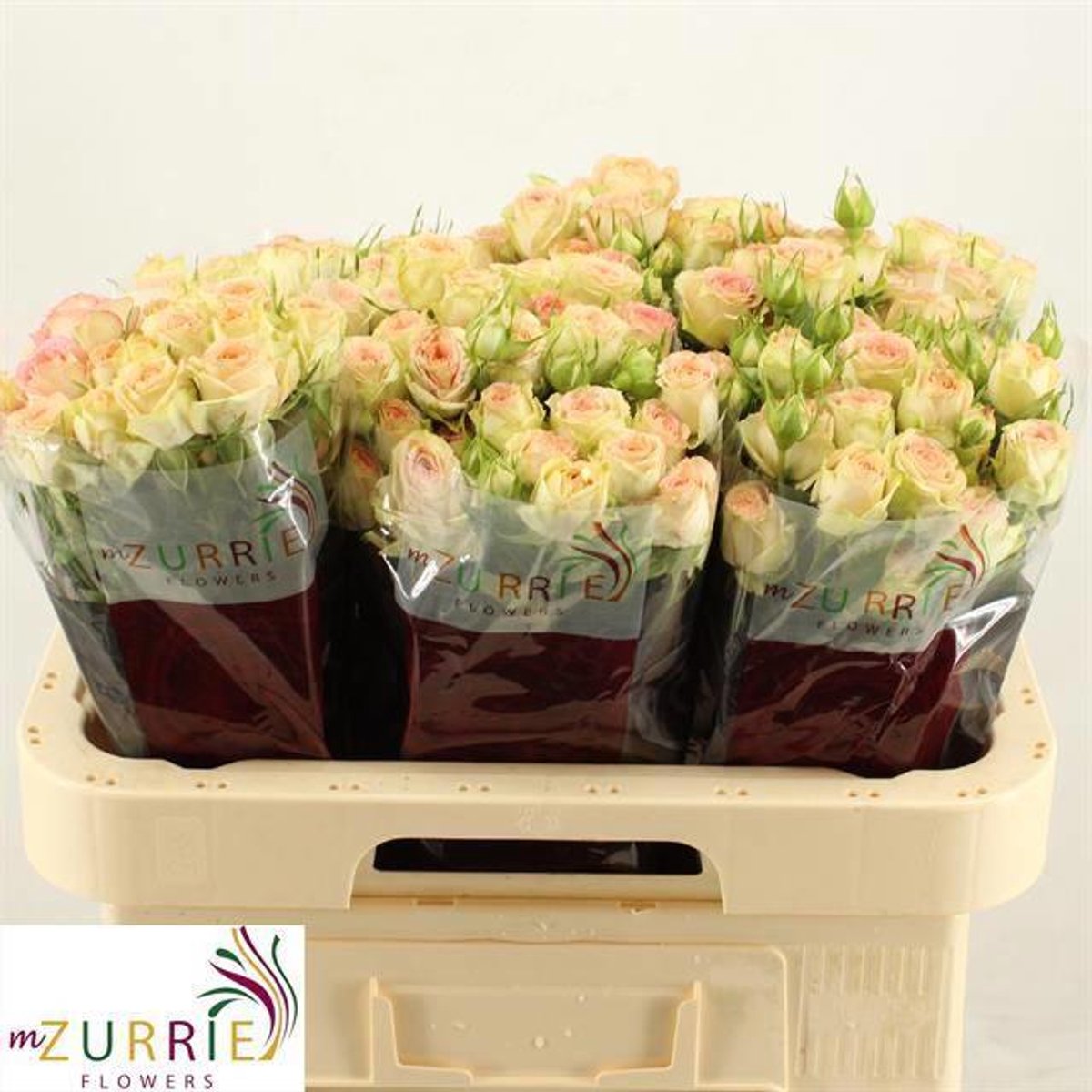 5x Rosa tr. azore 60cm