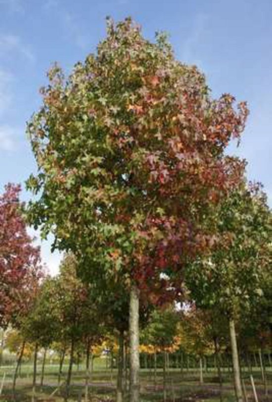 10 x Liquidambar styraciflua - Amberboom 30-50 cm | Blote wortel