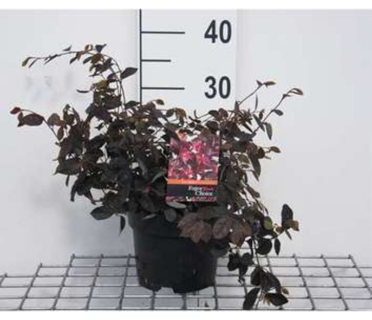 2 x Loropetalum chin. 'Daybreak's Flame' - Heksenstruik 20- 25 cm in pot