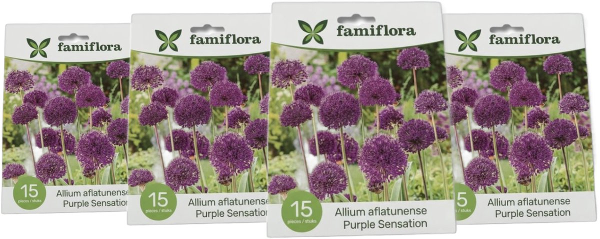 Famiflora Allium Purple Sensation 4 x 15 - 60 bloembollen - Betoverende paarse bloemen trekken bestuivers aan voor een levendige tuin - Verhoogt de visuele aantrekkingskracht en charme van je tuin