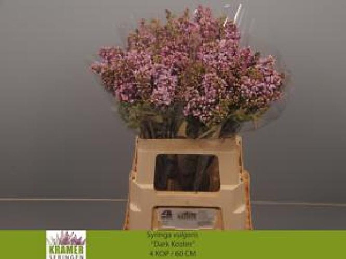 10x Syringa dark koster 60cm