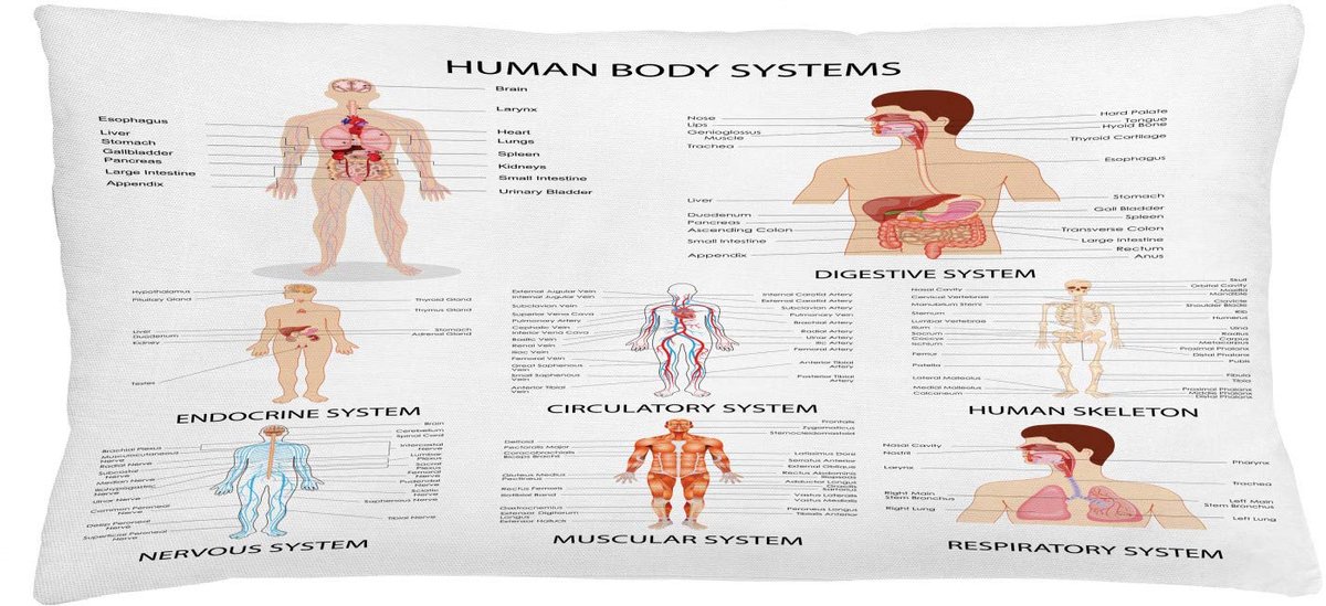 ABAKUHAUS Gezondheid Kussenhoes – Dubbelzijdig bedrukt, 90×40 cm Multicolor