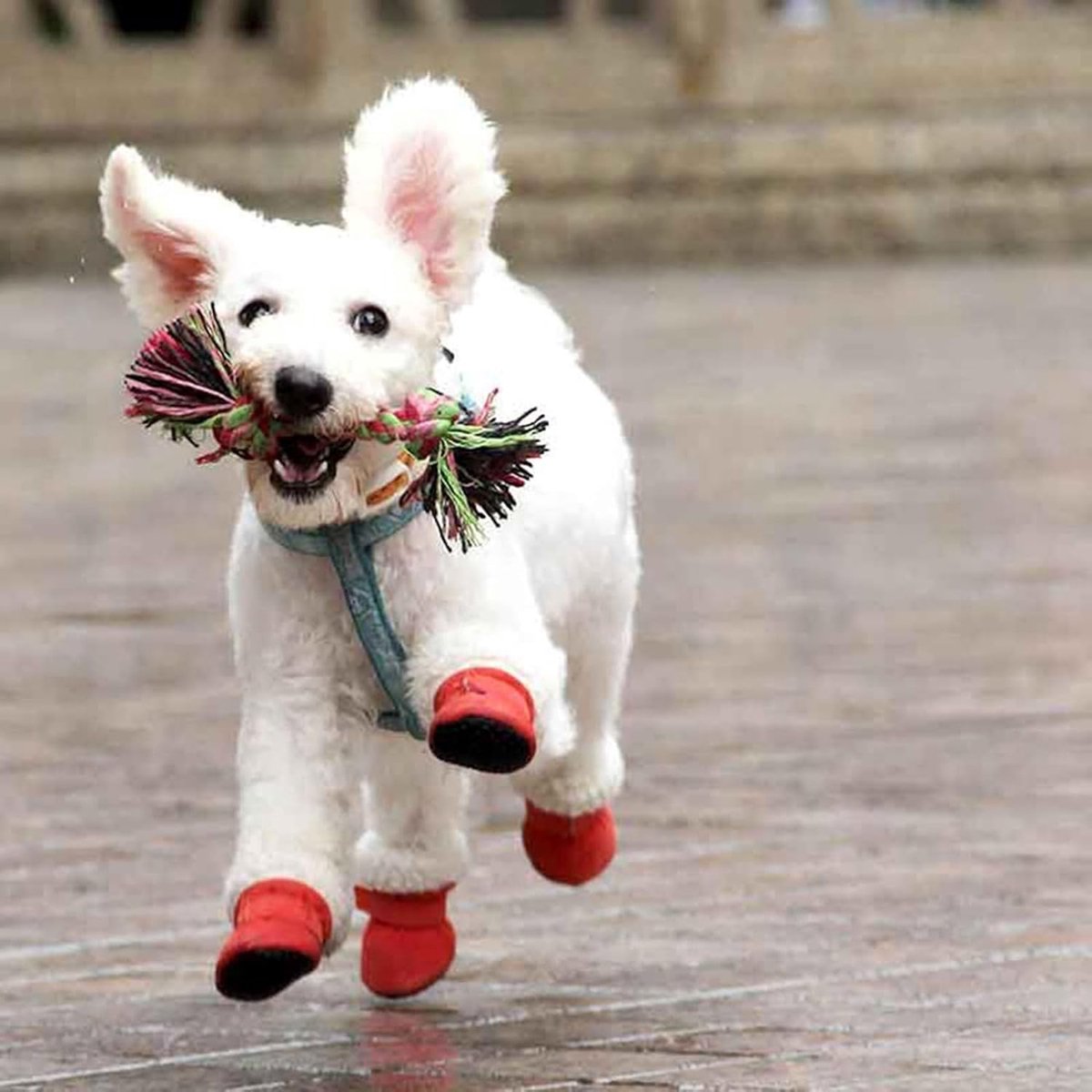 Warme hondenlaarzen, 4 stuks, universele laarzen voor honden ter bescherming van de poten, hondenpootbescherming voor Corgi, Dobermann, Duitse herdershond, poedel Tristo