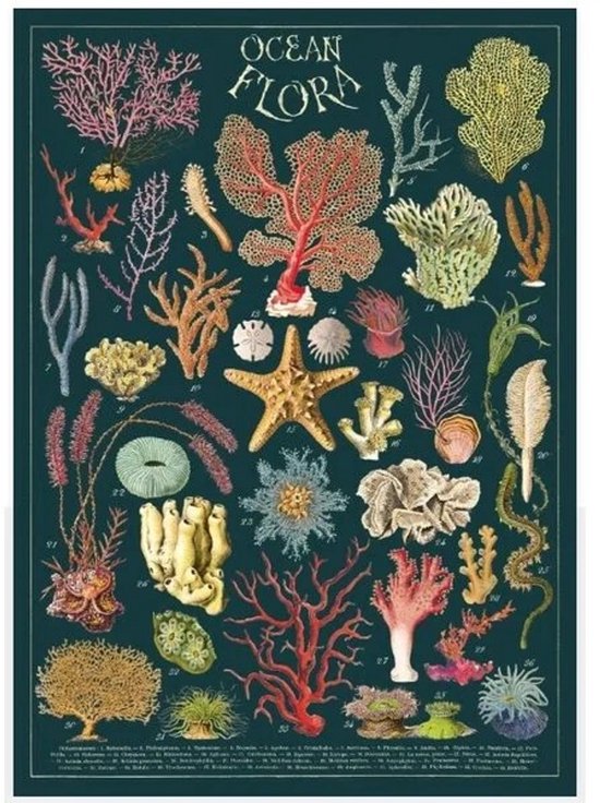 Affiche vintage 'Ocean Flora' avec des illustrations détaillées de divers coraux, étoiles de mer et anémones de mer de différentes couleurs et formes sur fond bleu foncé.