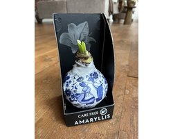 Amaryllis Bol in Wax – Delfts Blauw - Gewaxte Amaryllisbol (Hippeastrum) – Amaryllis Bol in Wax / Waxbol Amaryllis – 36 cm – Zonder Water Groeien – Luxe Cadeauverpakking – Witte Amaryllis