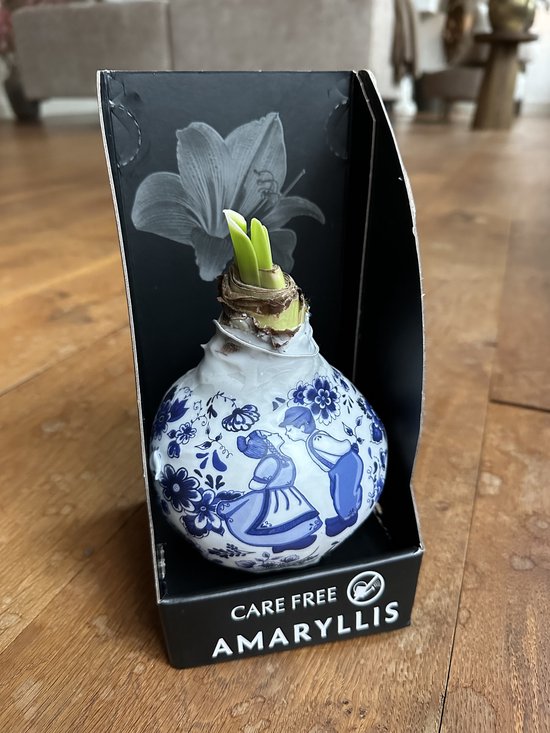 Amaryllis Bol in Wax – Delfts Blauw - Gewaxte Amaryllisbol (Hippeastrum) – Amaryllis Bol in Wax / Waxbol Amaryllis – 36 cm – Zonder Water Groeien – Luxe Cadeauverpakking – Witte Amaryllis