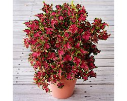 Coleus x Blumei Colocha Rose 10 pillen