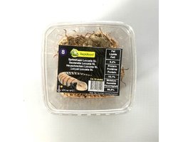 5 bakjes levende sprinkhanen maat 8