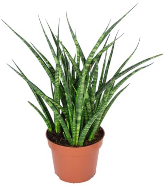 Hem Sansevieria Kunstplant 92 Cm - Realistische Kamerplant Groen In Pot Hem Sansevieria Kunstplant 92 Cm - Realistische Kamerplant Groen In Pot