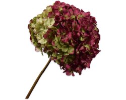 Hortensia tak beauty 79 cm