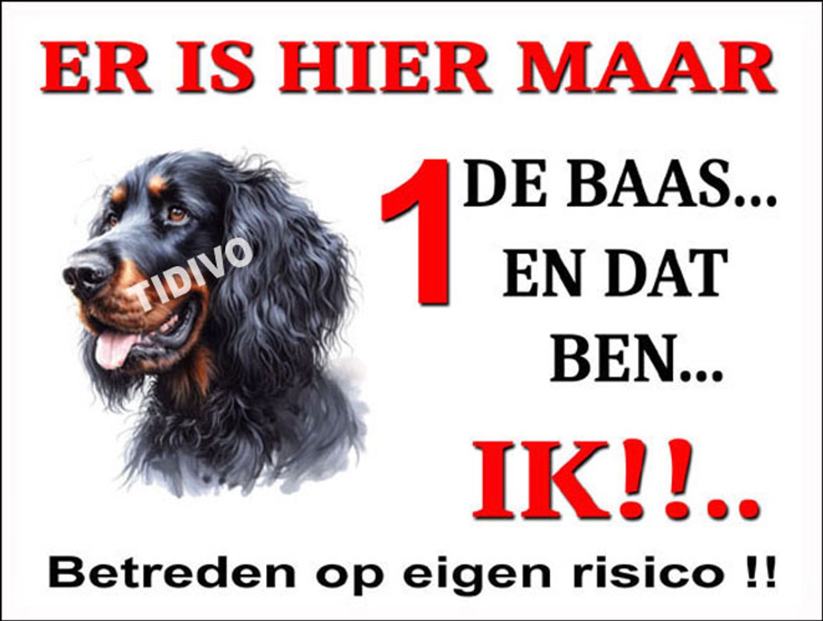 Gordon Setter 26