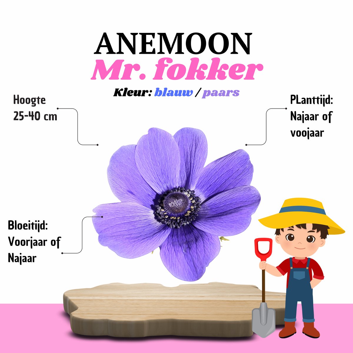 Mr Fokker® Anemoon | Mr. Fokker Blauw – 30 stuks – Voorjaarsbollen – Vaste Planten voor Tuin & Border