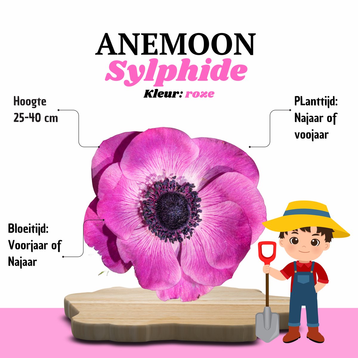 KH Bloembollen® Anemoon | Sylphide – 30 stuks – Violet‑roze Voorjaarsbollen – Vaste Planten voor Tuin & Border