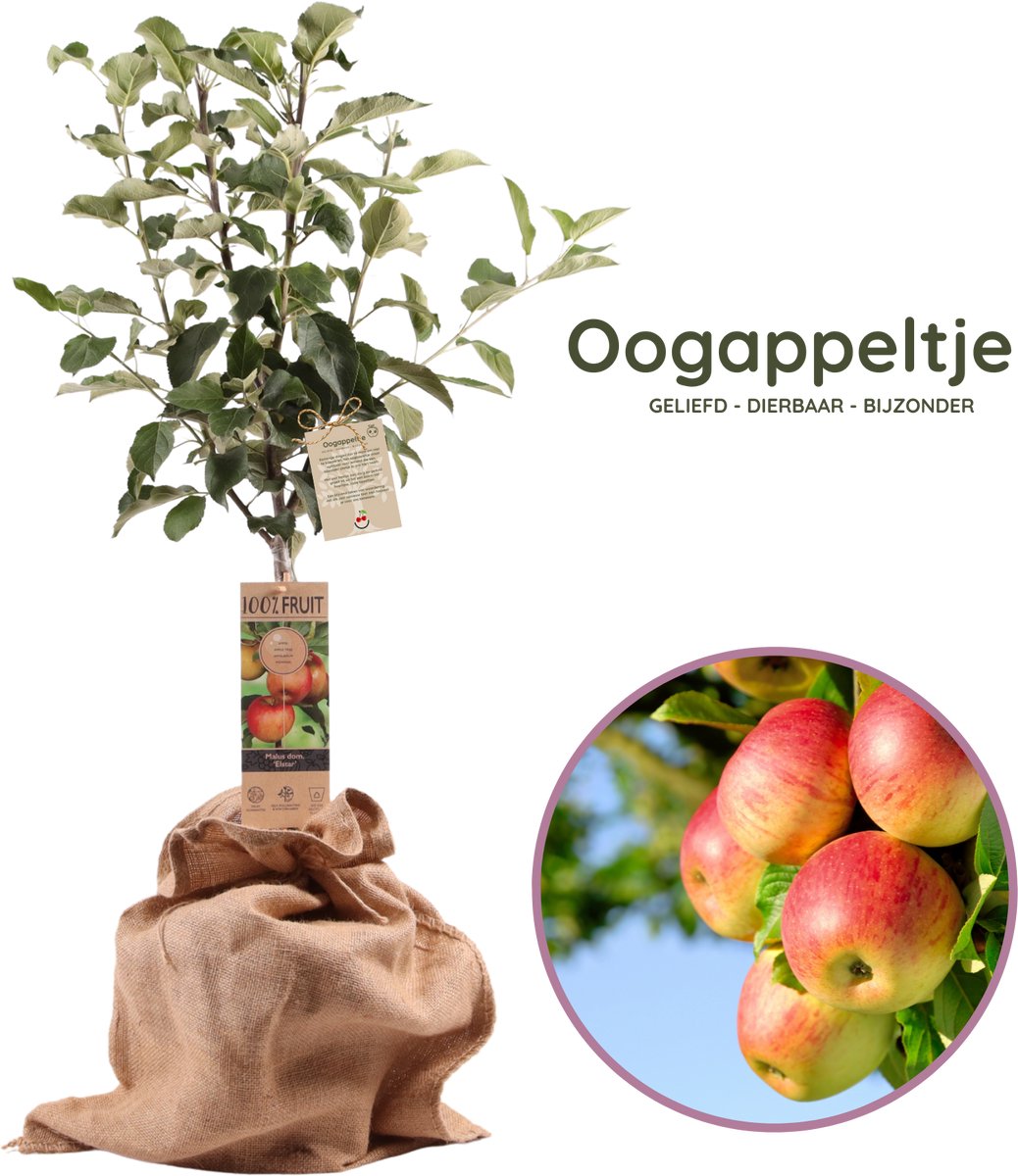 Oogappeltje - Symbolisch cadeau - appelboom - Malus dom. 'Elstar' - hoogte 70 - 95 cm - 21 cm