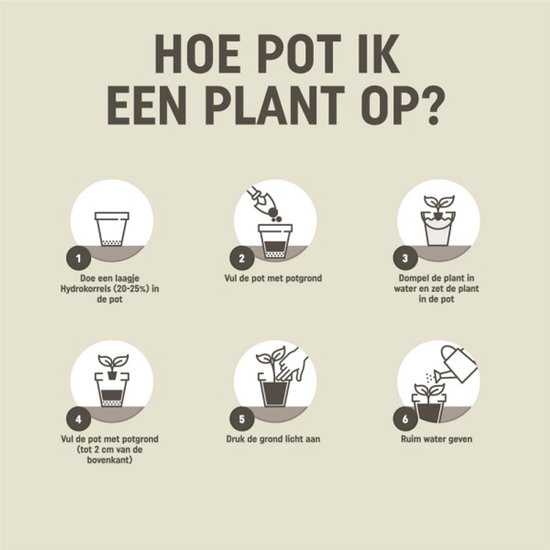 Instructies voor het oppotten van een plant met 6 stappen: hydrokorrels, potgrond, plant in water, potgrond tot 2 cm van de rand, aanstampen, water geven.
