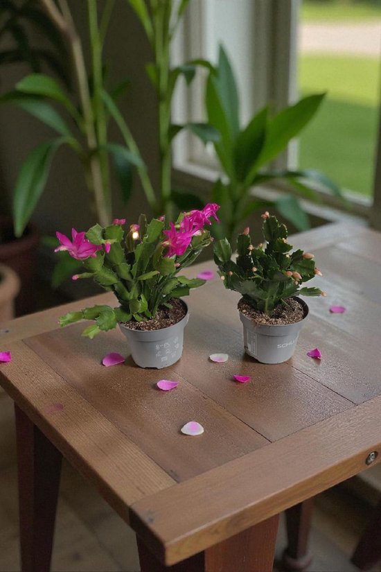 Schlumbergera planten voor kerst roze/paars| Prachtige bloeiende kerstplant | Kerstcactus | set 2 stuks | 13 cm pot 15 cm hoogte