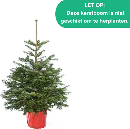 Echte kerstboom in pot gezet - 175-200cm - 'Nordmann Excellent'