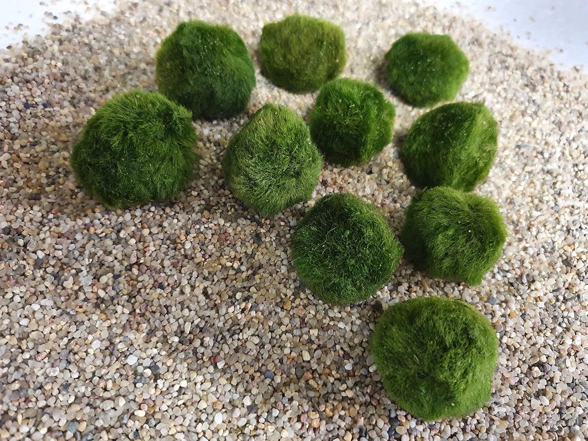 Mosballen voor Aquaria - Natuurlijke Waterplanten voor Kleine Aquaria en Garnalen
