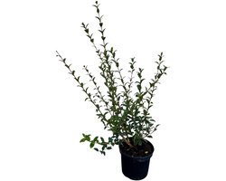 Osmanthus burkwoodii - Schijnhulst 40-60 cm | in pot