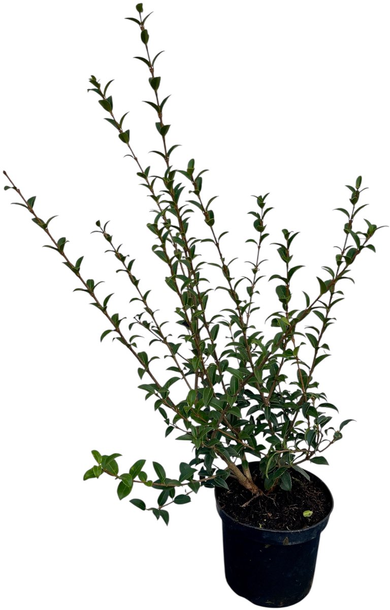 Osmanthus burkwoodii - Schijnhulst 40-60 cm | in pot