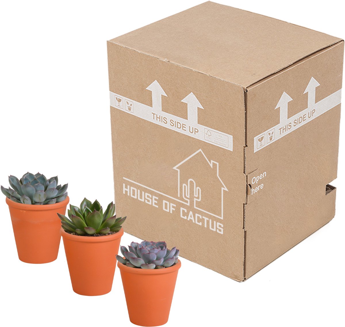 Echeveria mix 8.5 cm in terracotta pot | 3 stuks