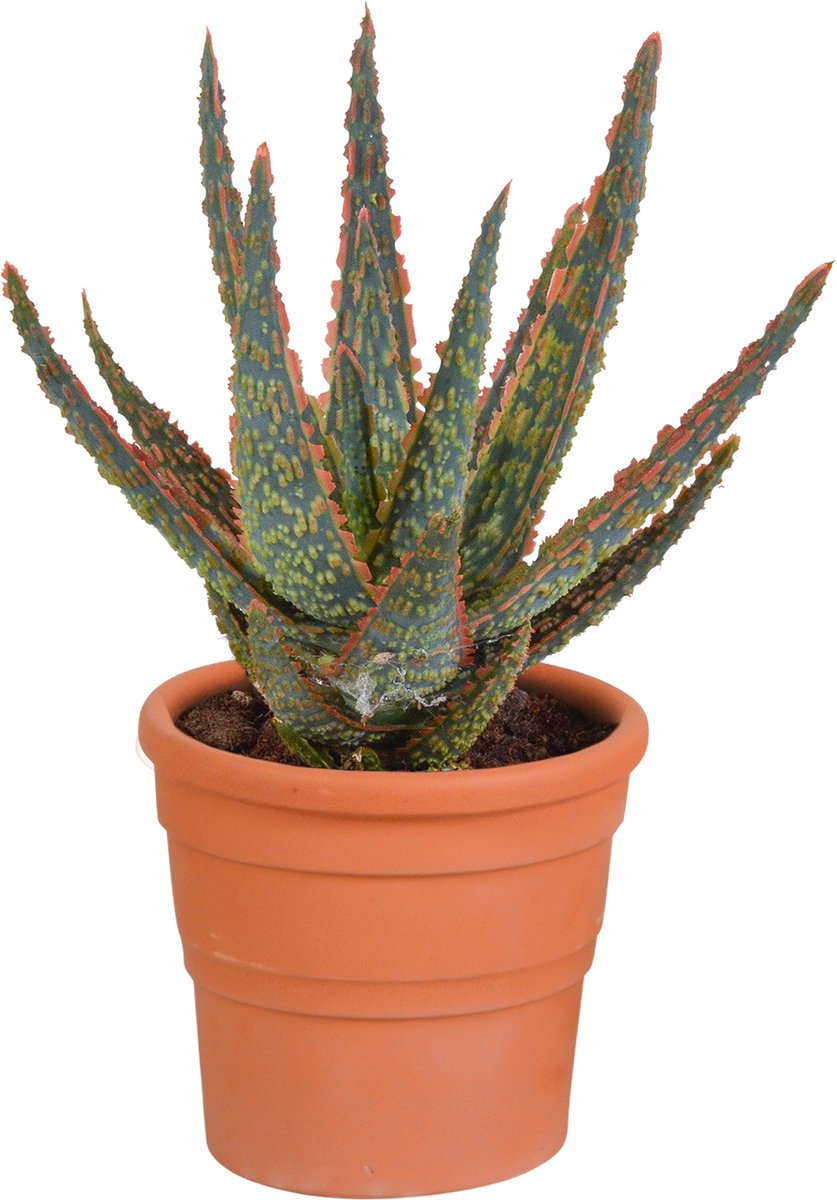 Aloë zebrina Dannyz 10.5 cm in terracotta pot