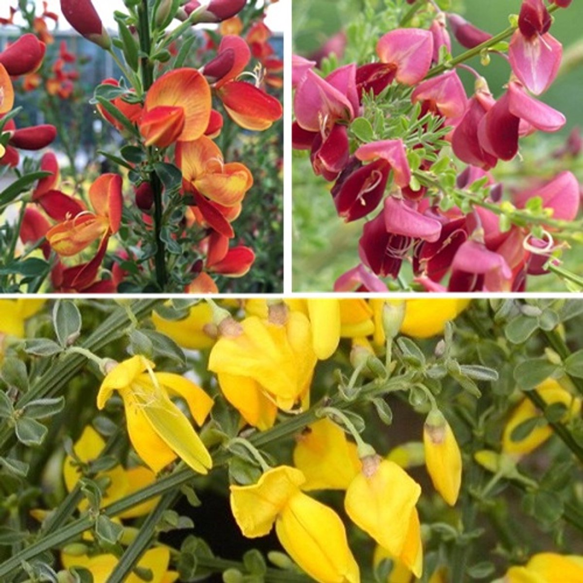 3 x Cytisus / Brem Mix: 'Boskoop Ruby' + 'Lena' + 'Allgold' | Brem - Rood/Geel/Oranje - Meerjarig en Winterhard | 3 Tuinplanten - 3 x 1,5 liter pot