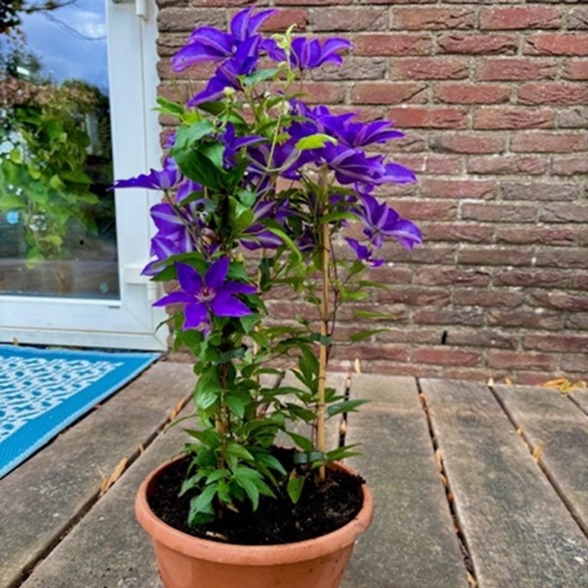 3 x Clematis The President: 3 halen/2 betalen - Klimplant | Violet/Blauw Bloeiend, Meerjarig en Winterhard | 3 x 1,5 liter pot