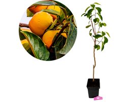 Diospyros Kaki 'Jiro', Kakiboom, 5 liter pot, Hoogte 90cm