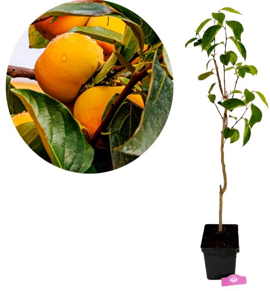 Diospyros Kaki 'Jiro', Kakiboom, 5 liter pot, Hoogte 90cm