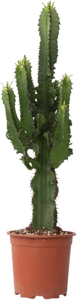 Cowboy Cactus - Euphorbia Ingens - Onderhoudsarme Kamerplant - Pot 17 cm - Hoogte 50-60 cm