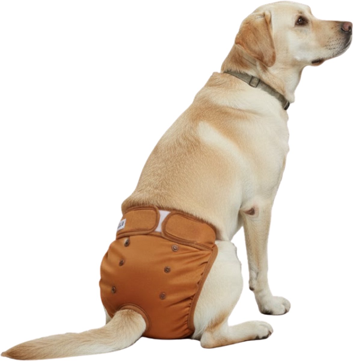 Loopsheidbroekje Hond - XL - Hondenluier - Bruin - Wasbaar - Voor loopse teefjes - Bij incontinentie en sterilisatie
