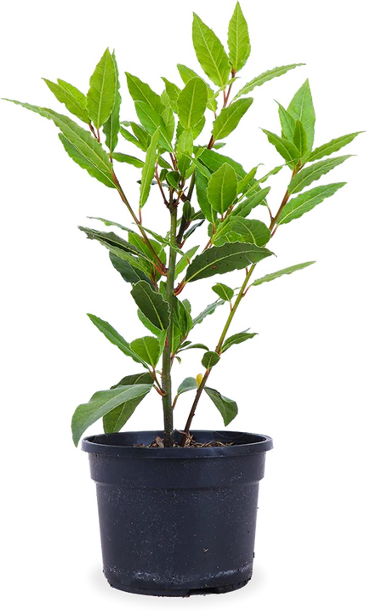 JUNAVERA Laurus nobilis – Laurierplant – Aromatisch keukenkruid – 11 cm pot – ca. 25 cm hoog