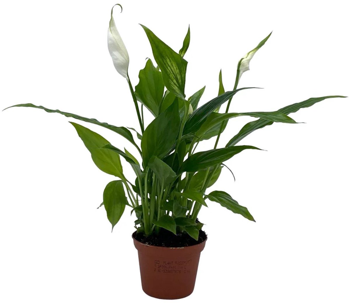 JUNAVERA Spathiphyllum Chopin - Terrariumplant 5 cm pot, circa 25 cm hoog
