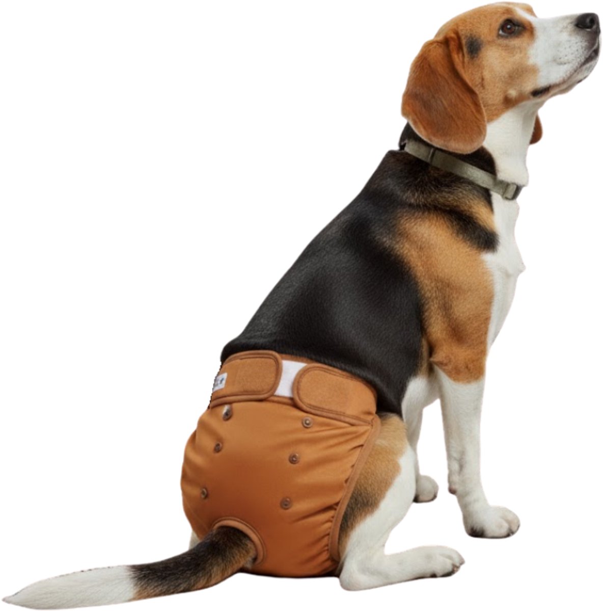 Loopsheidbroekje hond Bruin Maat L - Taille 36-46cm - herbruikbaar - hondenbroekje - hondenluier - loopsheid - ongesteldheid - voorkomt ongewenste zwangerschappen bij teefjes - milieuvriendelijk - verantwoord - perfecte pasvorm
