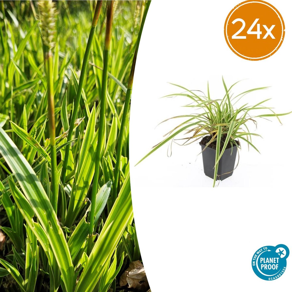24 stuks Geel Gestreepte Japanse Zegge, Wintergroene Siergrasplant, Carex morrowii Aureovariegata - 10-25cm - Ø9cm