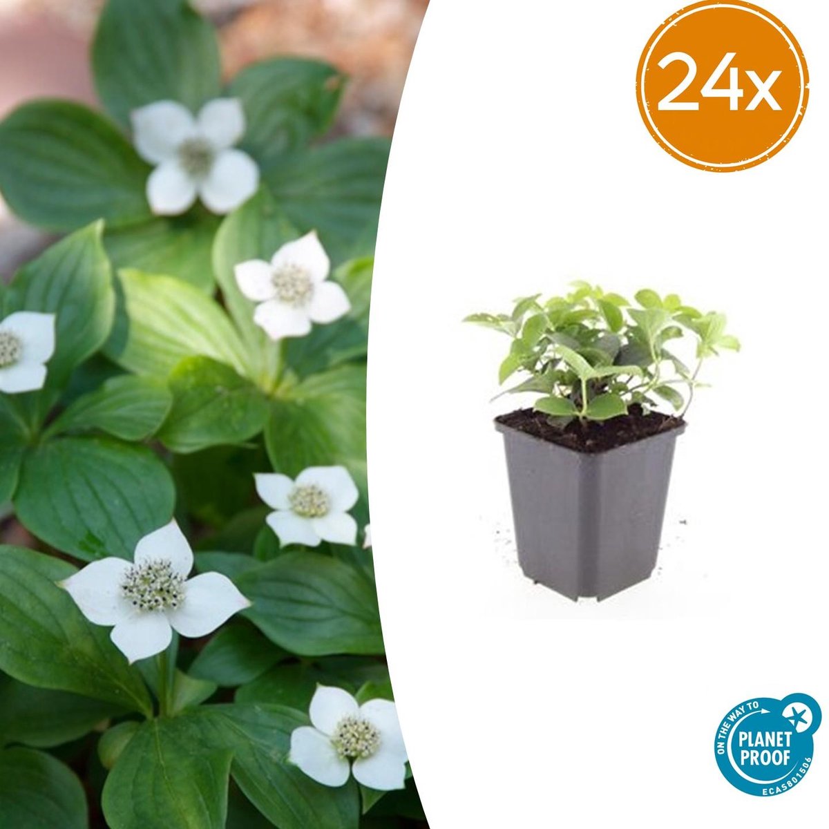 24x Canadese kornoelje Cornus canadensis - 10-25cm - Ø9cm prachtige bodembedekker