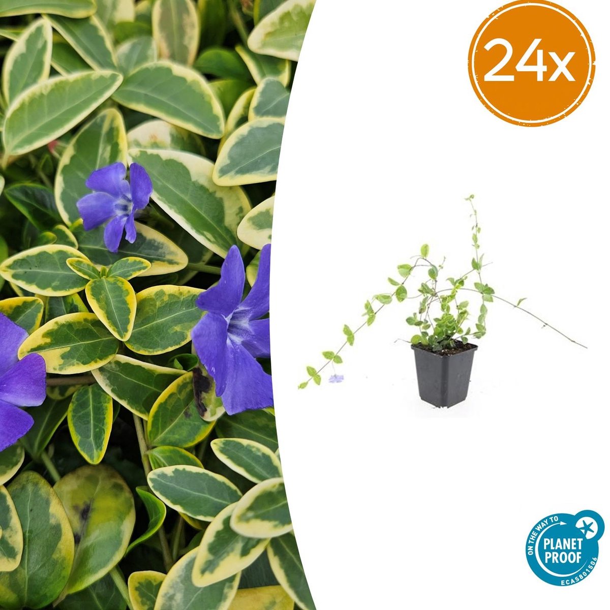 Trendyplants - Vinca minor 'Blue and Gold' - 24 stuks - Maagdenpalm - Winterhard - Hoogte 10-30 cm - Potmaat Ø9cm