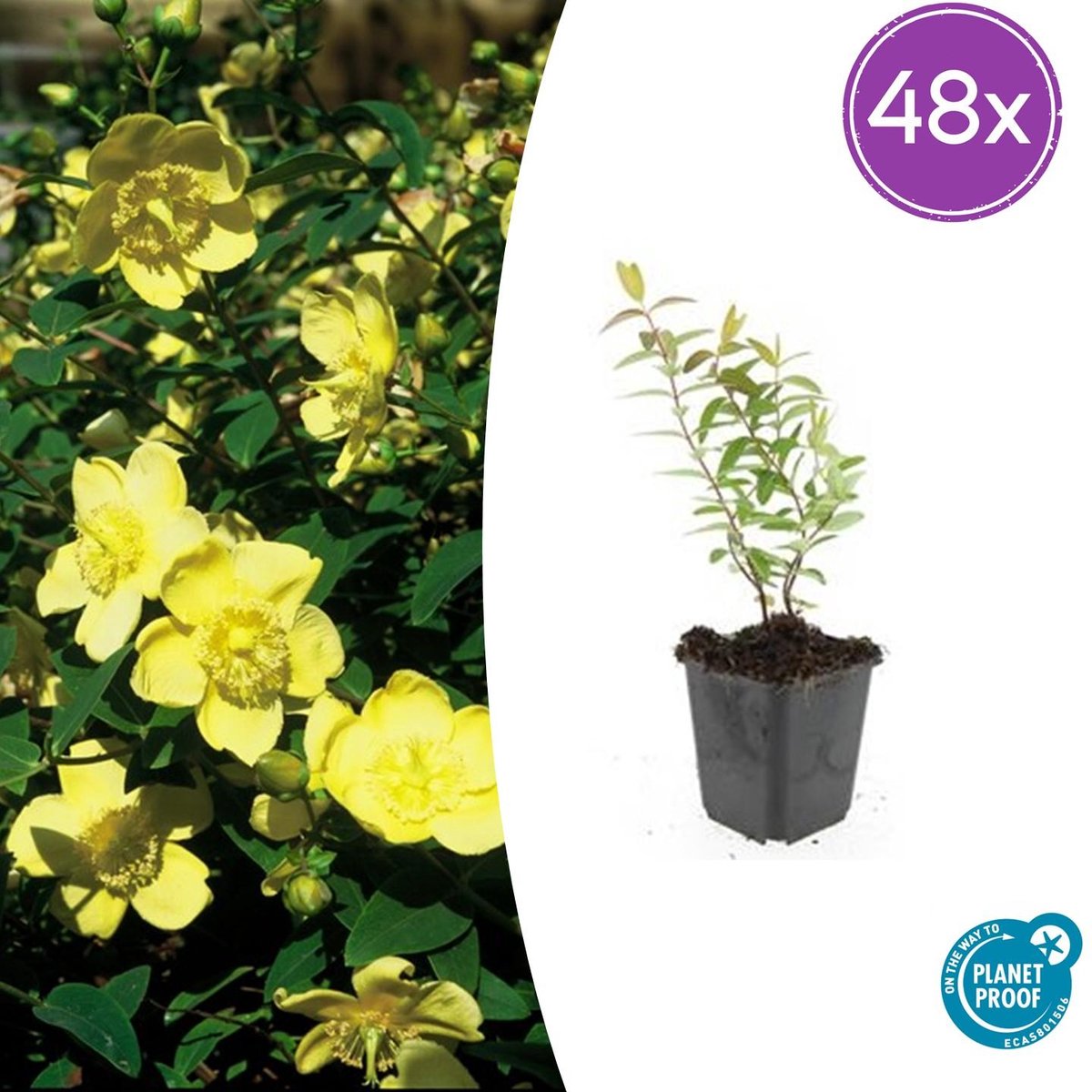 Trendyplants - Hypericum 'Hidcote' - 48 stuks - Hertshooi - Winterhard - Hoogte 10-30 cm - Potmaat Ø9cm