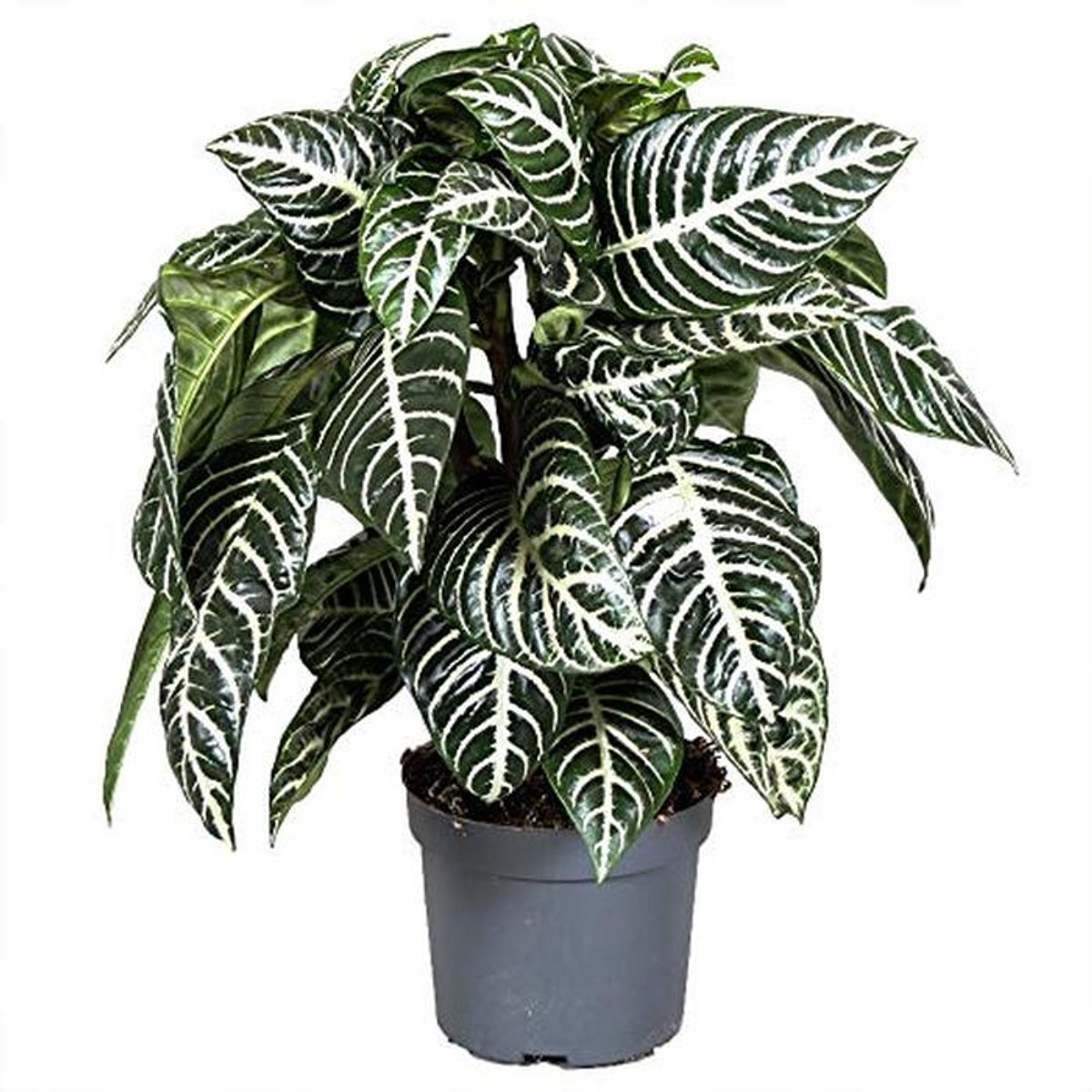 Roze Groene Zebraplant voor Thuis of Kantoor - 25-35 cm met Pot
