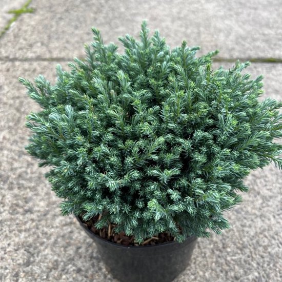 Blauwgrijze schijncipres 'Blue Moon' in pot, 20-25 cm hoog met dichtbegroeide, fijne naalden.