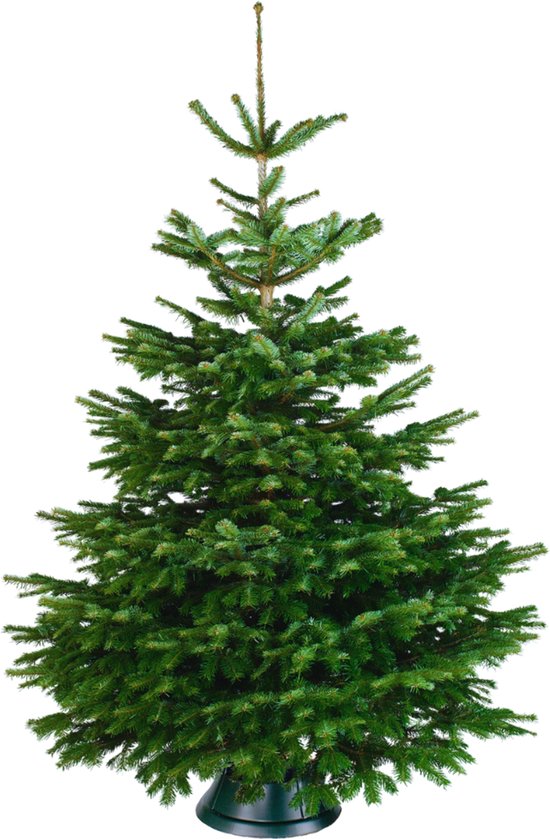 Echte kerstboom - Nordmann Excellent - Gezaagd Geen Kluit - 175-200cm