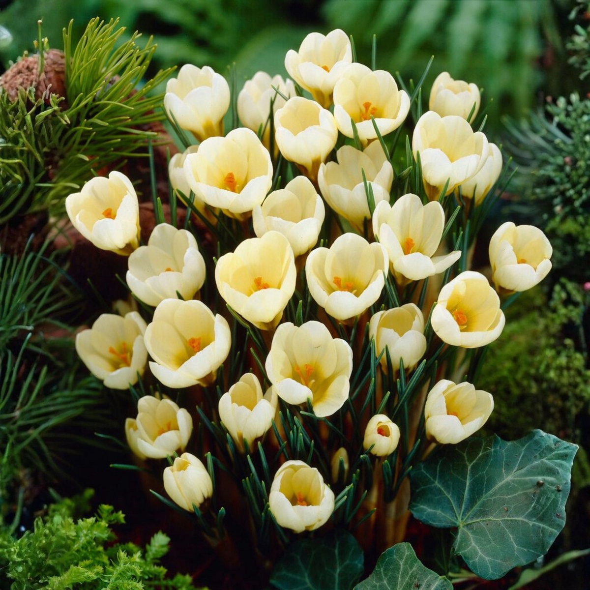 Krokus (Crocus) - Cream Beauty - Bijen-Vlinders - Voorjaarsbollen - bloeit in Februari / Maart