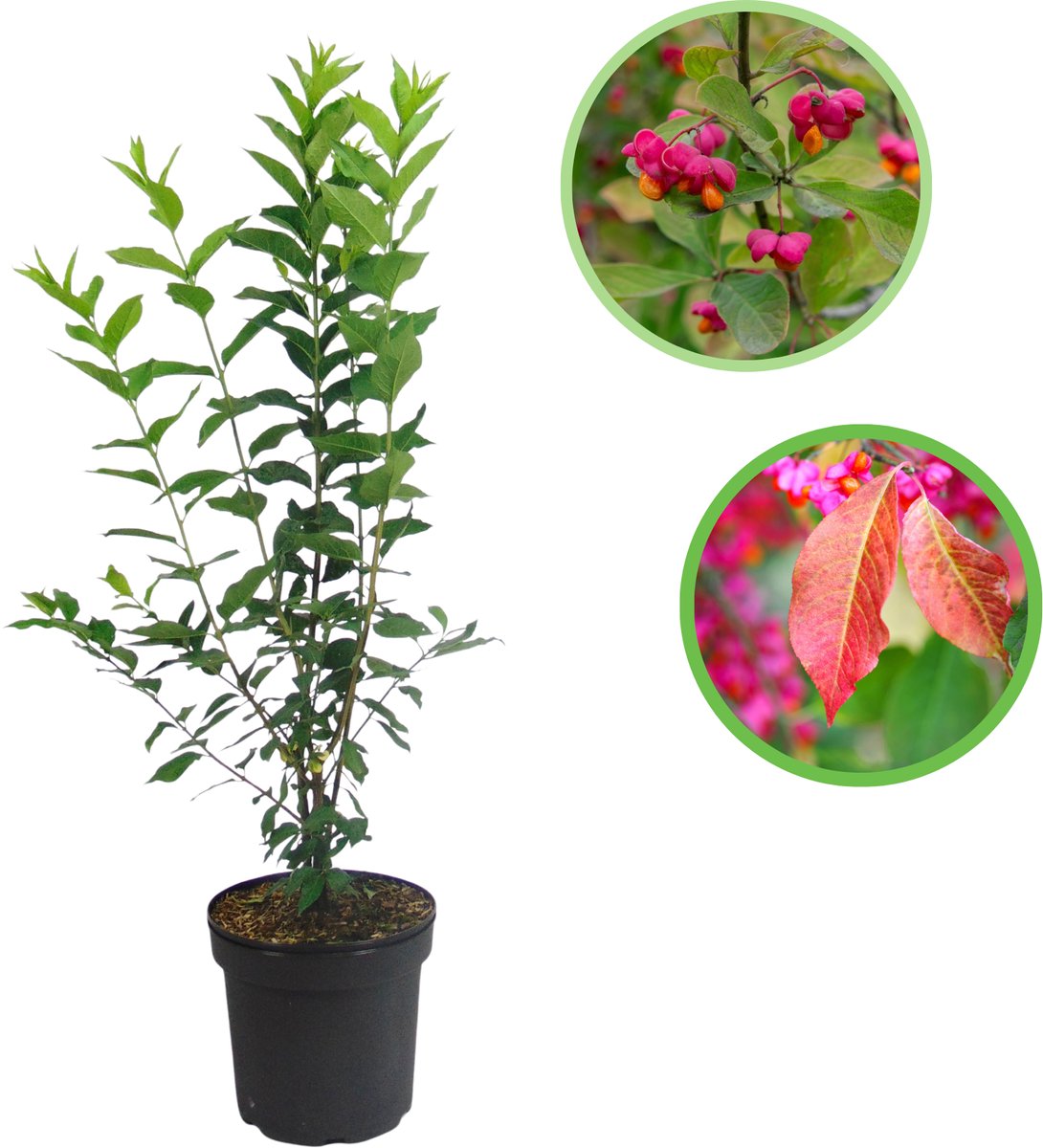 Wilde kardinaalsmuts (Euonymus europaeus) 60-80 cm In pot - inheemse plant - kleurrijke vruchtjes - onderhoudsarm