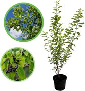 Wegedoorn (Rhamnus cathartica) 40-60 cm In pot - inheemse plant - trekt vogels en insecten aan - onderhoudsarm