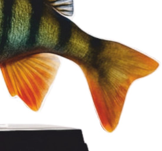 Real Fish Trofee Baars 17 cm Vis Prijs Roofviswedstrijd Viswedstrijd Fish Trophy Vistrofee Visprijs van Merkloos — afbeelding 2