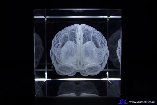 Modèle Anatomie - bloc de verre 3D - cadeau d'infirmière/cadeau de médecin/cadeau de médecine