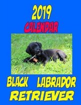 2019 Calendar Black Labrador Retriever