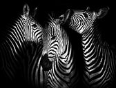 Zebra's Fotobehang XXL - 368 x 254 cm - Zwart/Wit