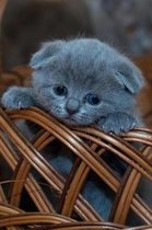 Look at the Cutest Blue Scottish Fold Kitten in a Basket Journal